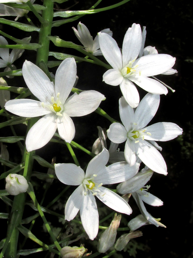 Image of Ornithogalum arcuatum specimen.