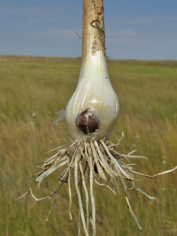 Image of Allium regelianum specimen.