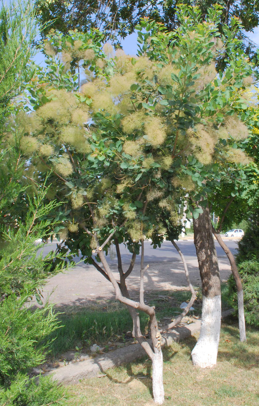 Image of Cotinus coggygria specimen.