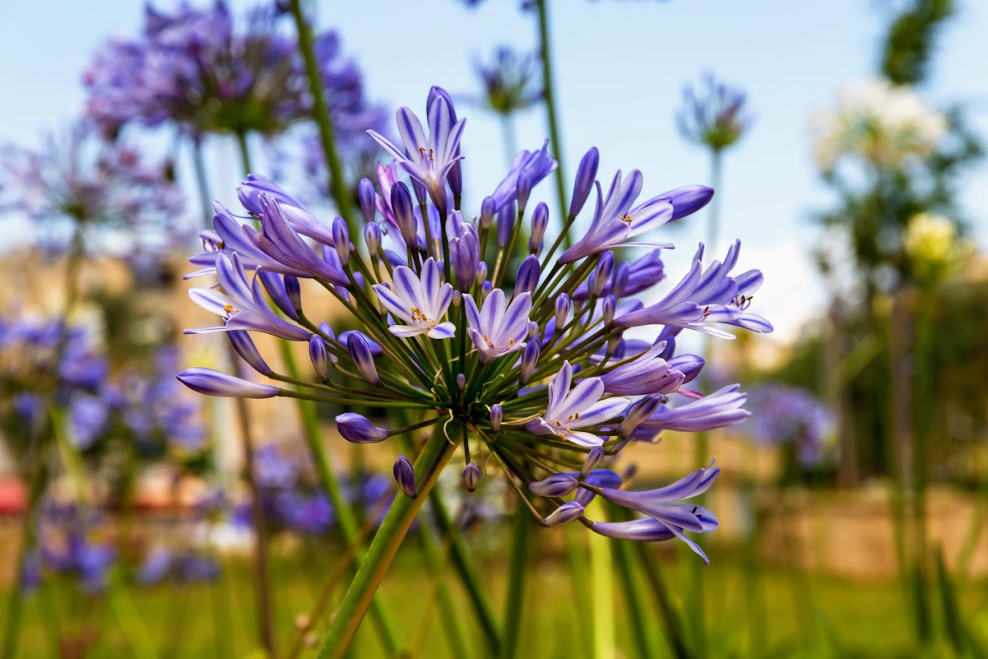 Изображение особи Agapanthus africanus.