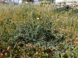 Acanthus spinosus