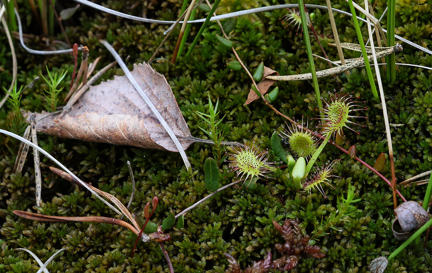 Изображение особи Drosera rotundifolia.