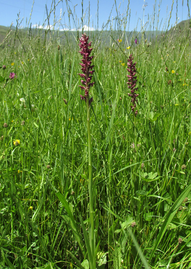 Изображение особи Anacamptis coriophora.