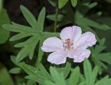 Geranium sanguineum. Цветок и части листьев (культивар). Пермь, Свердловский р-н, в озеленении двора. 2 июля 2018 г.