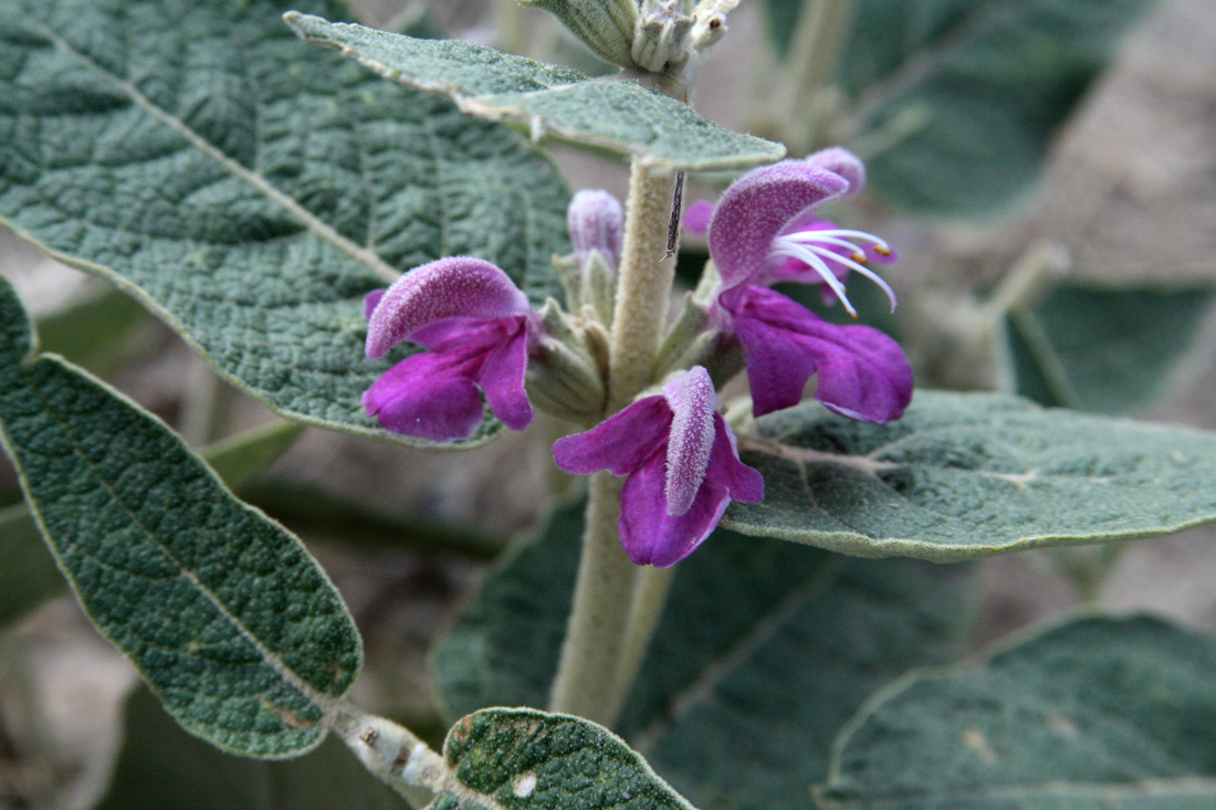 Изображение особи Phlomis thapsoides.