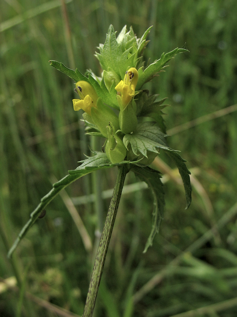 Изображение особи Rhinanthus aestivalis.