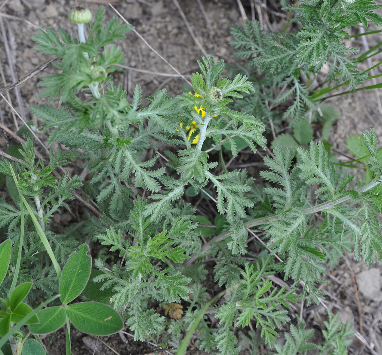 Image of genus Anthemis specimen.