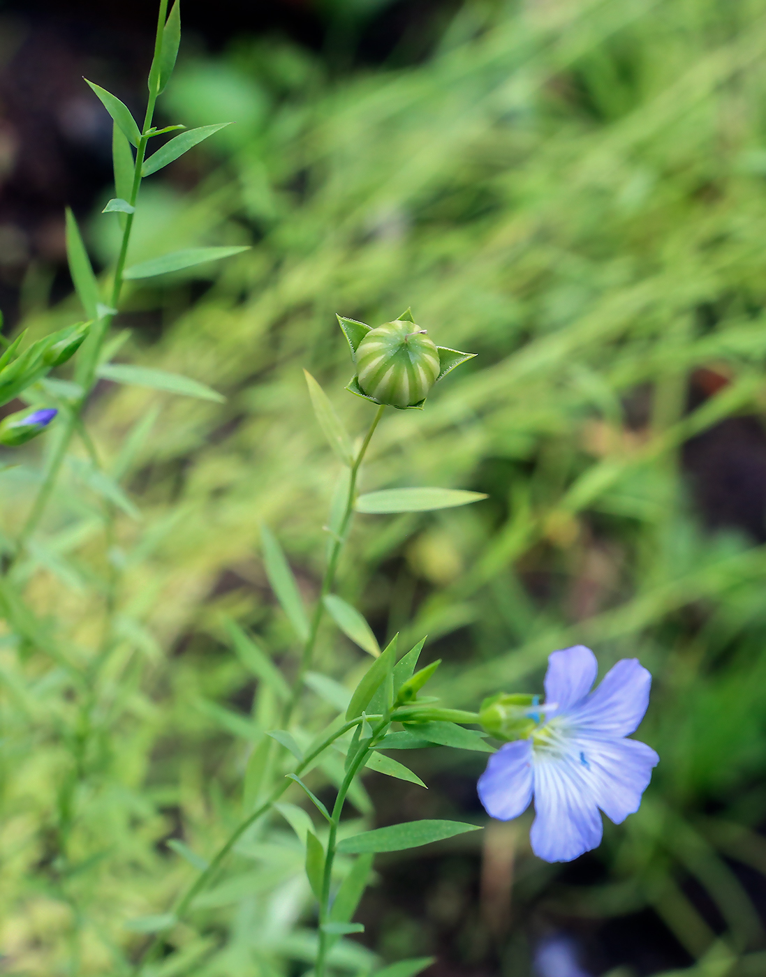 Изображение особи Linum usitatissimum.