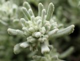 Teucrium capitatum