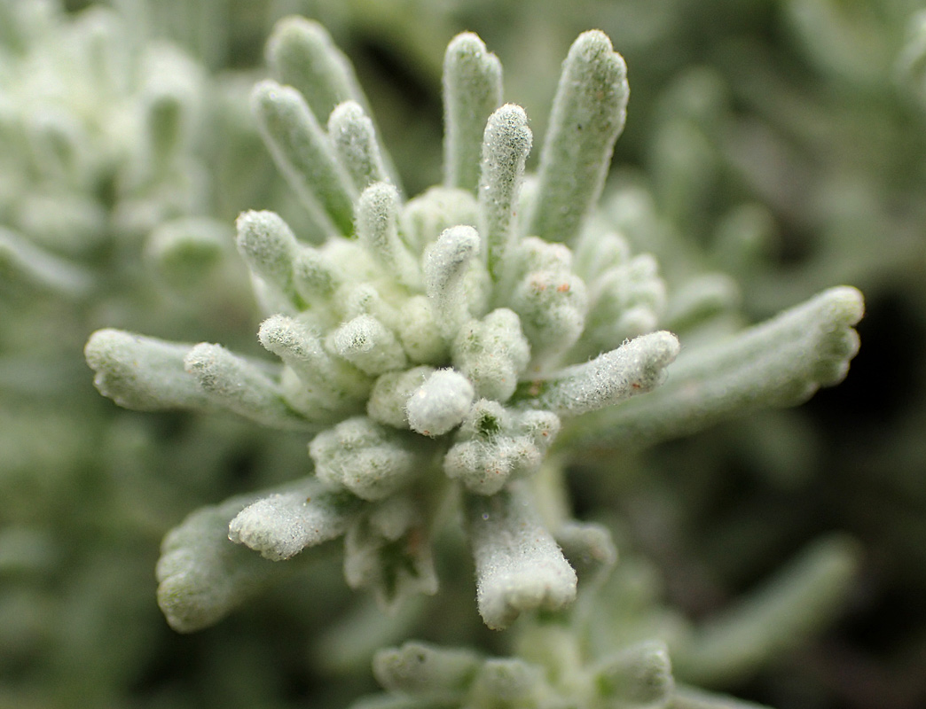 Изображение особи Teucrium capitatum.