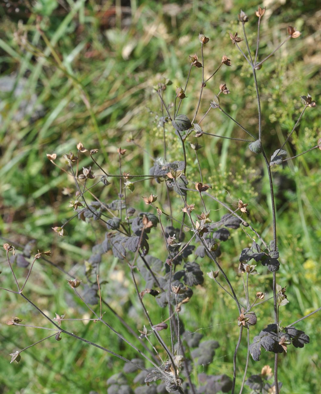 Image of Thalictrum foetidum specimen.