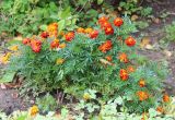 Tagetes patula