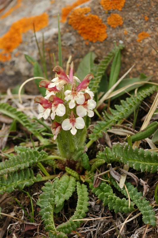 Image of Pedicularis oederi f. rubra specimen.