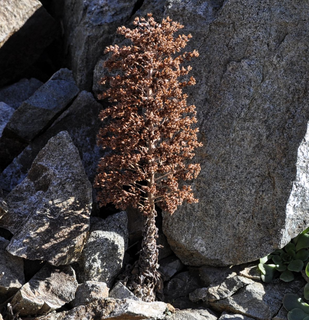 Image of Sedum cyprium specimen.