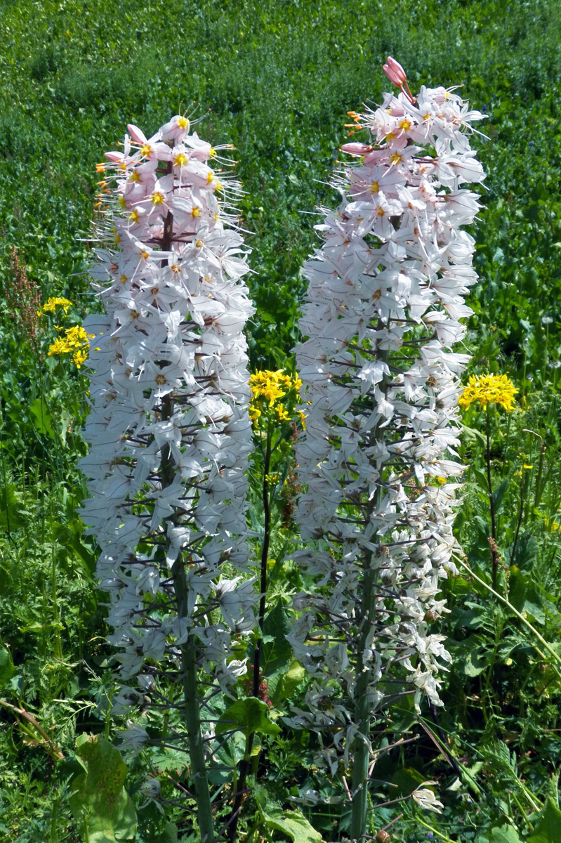 Изображение особи Eremurus olgae.