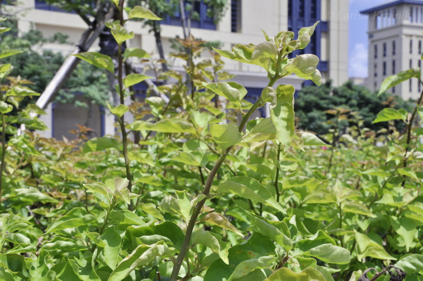 Image of genus Bougainvillea specimen.