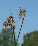 genus Schoenoplectus