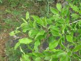 Pyrus × georgica