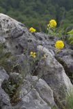 Alyssum trichostachyum