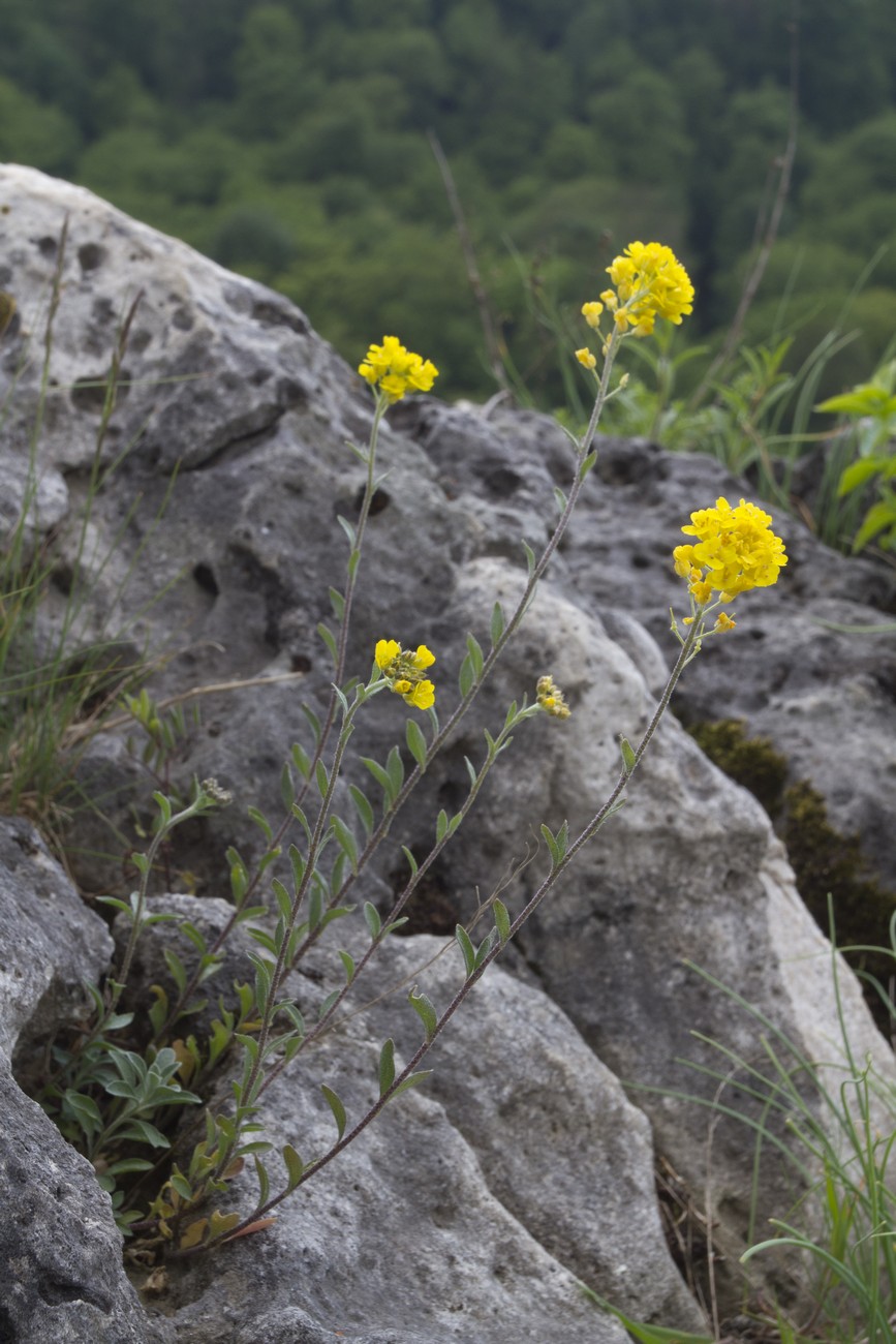 Image of Alyssum trichostachyum specimen.