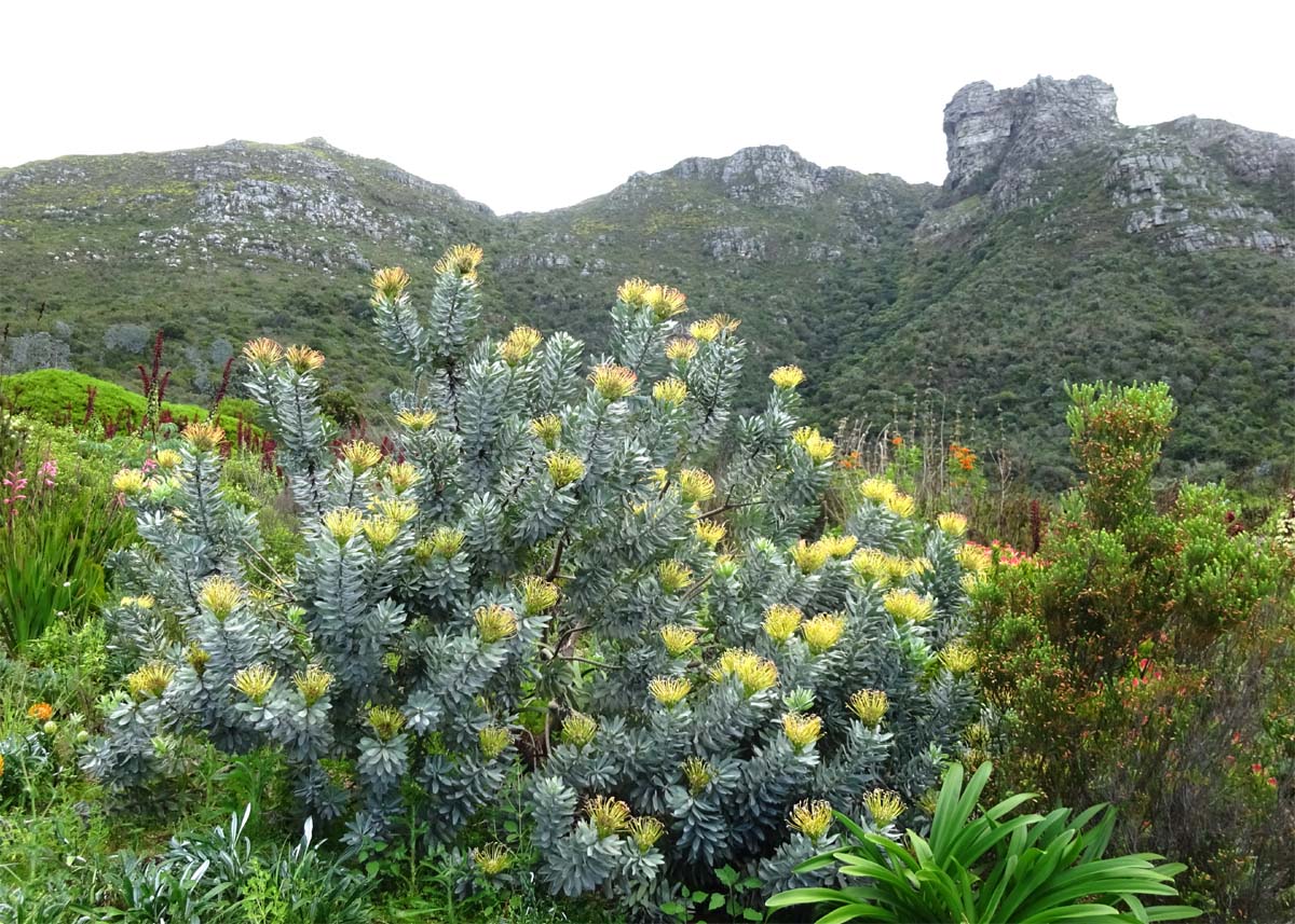 Image of Leucospermum formosum specimen.