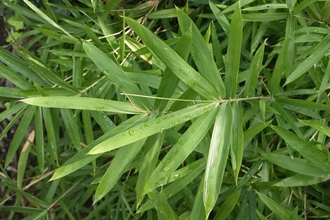 Изображение особи семейство Poaceae.