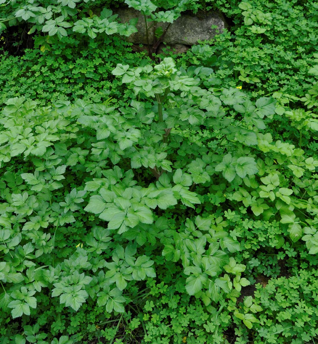 Image of Smyrnium olusatrum specimen.