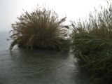 Arundo donax