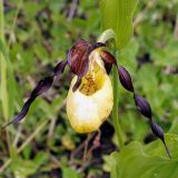 Cypripedium calceolus. Цветок. Якутия, Алданский р-н, окр. г. Алдана, Радиосопка, поляна в смешанном лесу. 29.06.2016.