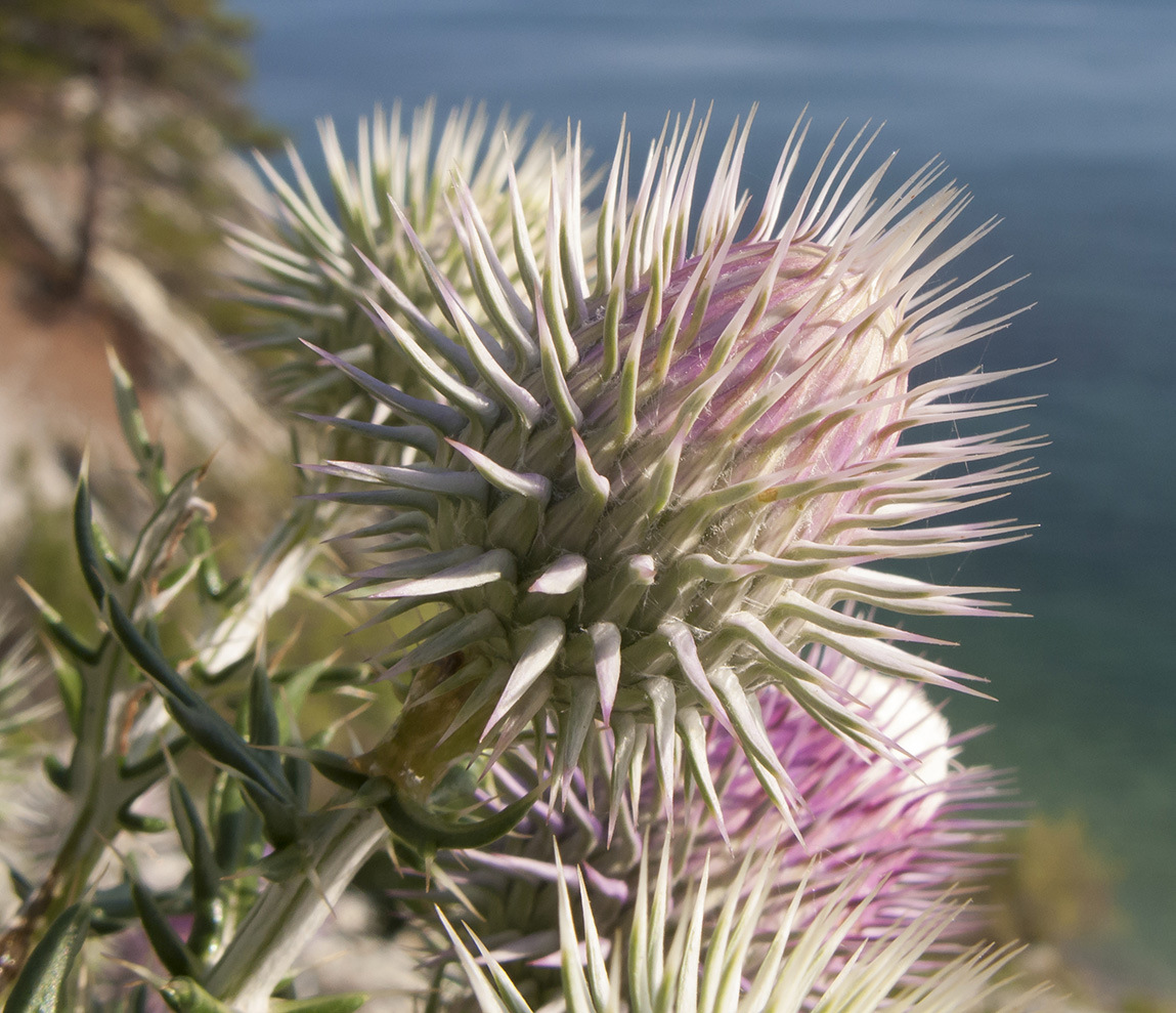 Image of Lamyra echinocephala specimen.