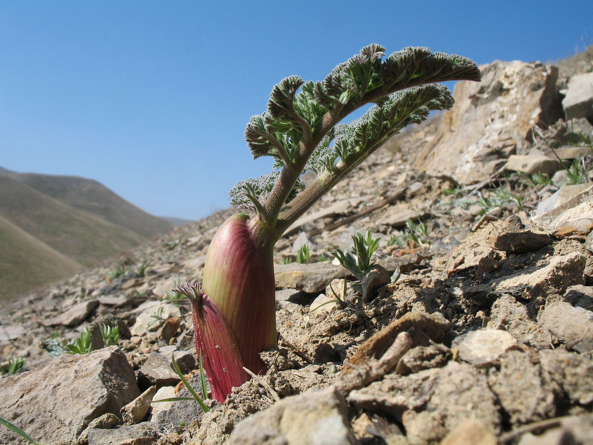 Изображение особи Ferula pallida.