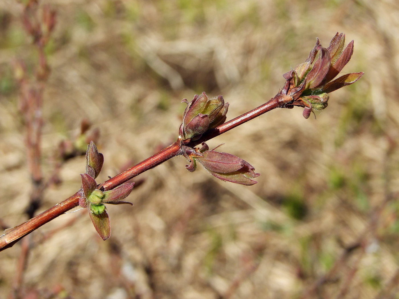 Image of Lonicera edulis specimen.