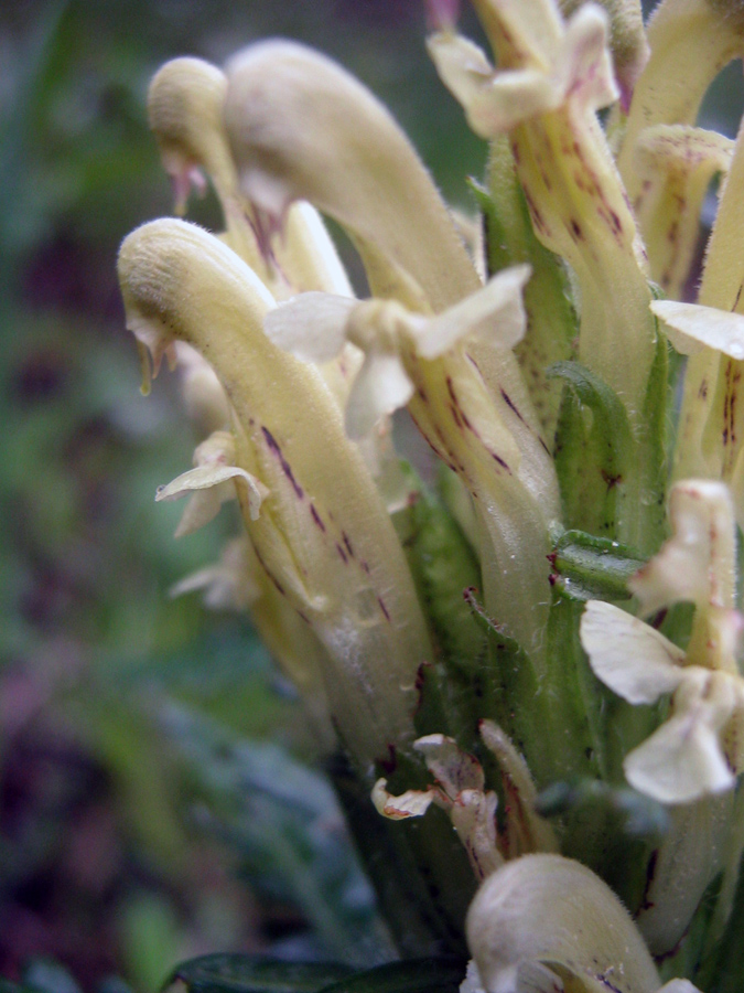 Image of Pedicularis pubiflora specimen.