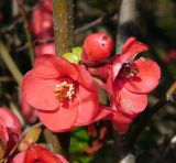 Chaenomeles speciosa