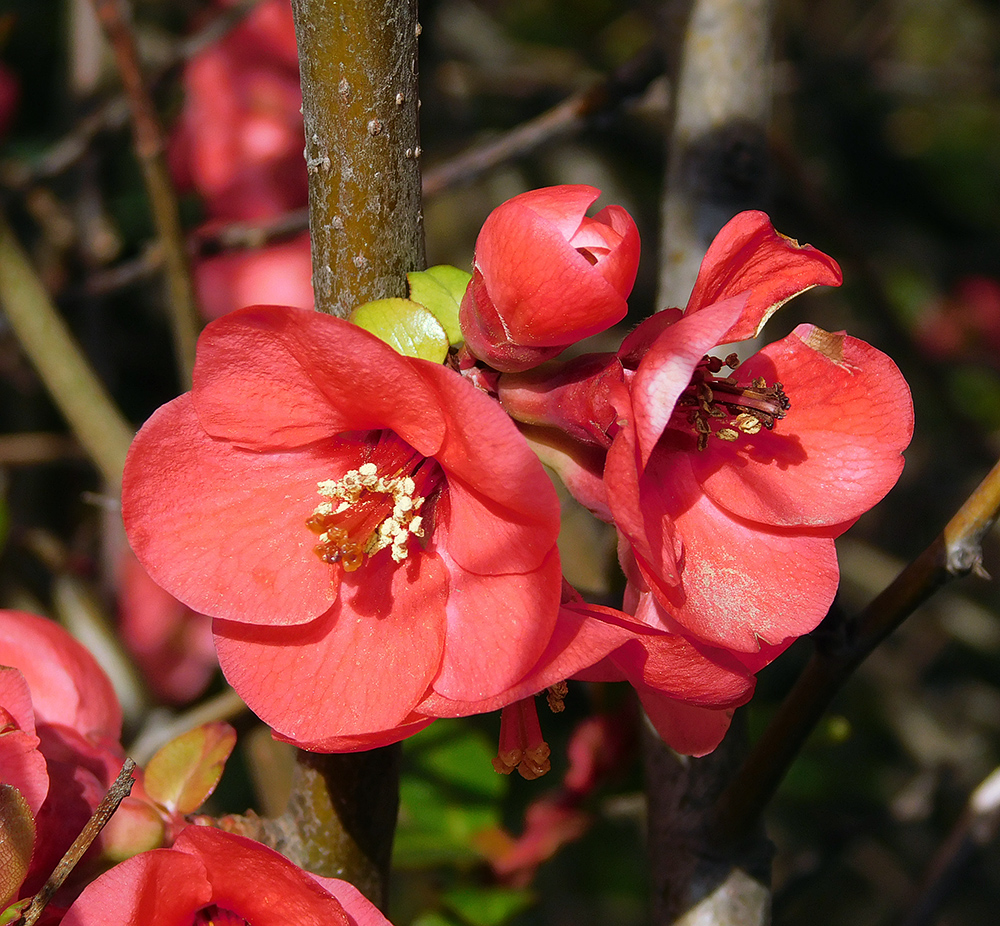 Image of Chaenomeles speciosa specimen.