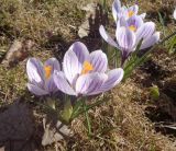 Crocus vernus. Цветущие растения. Тверская обл., г. Тверь, городской сад, газон, в культуре. 15.04.2019.