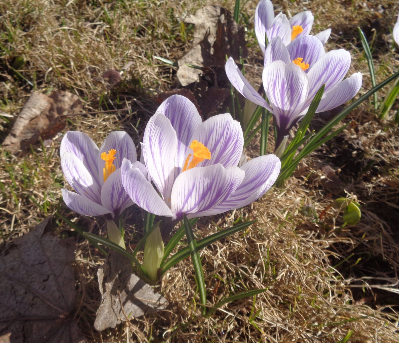 Изображение особи Crocus vernus.