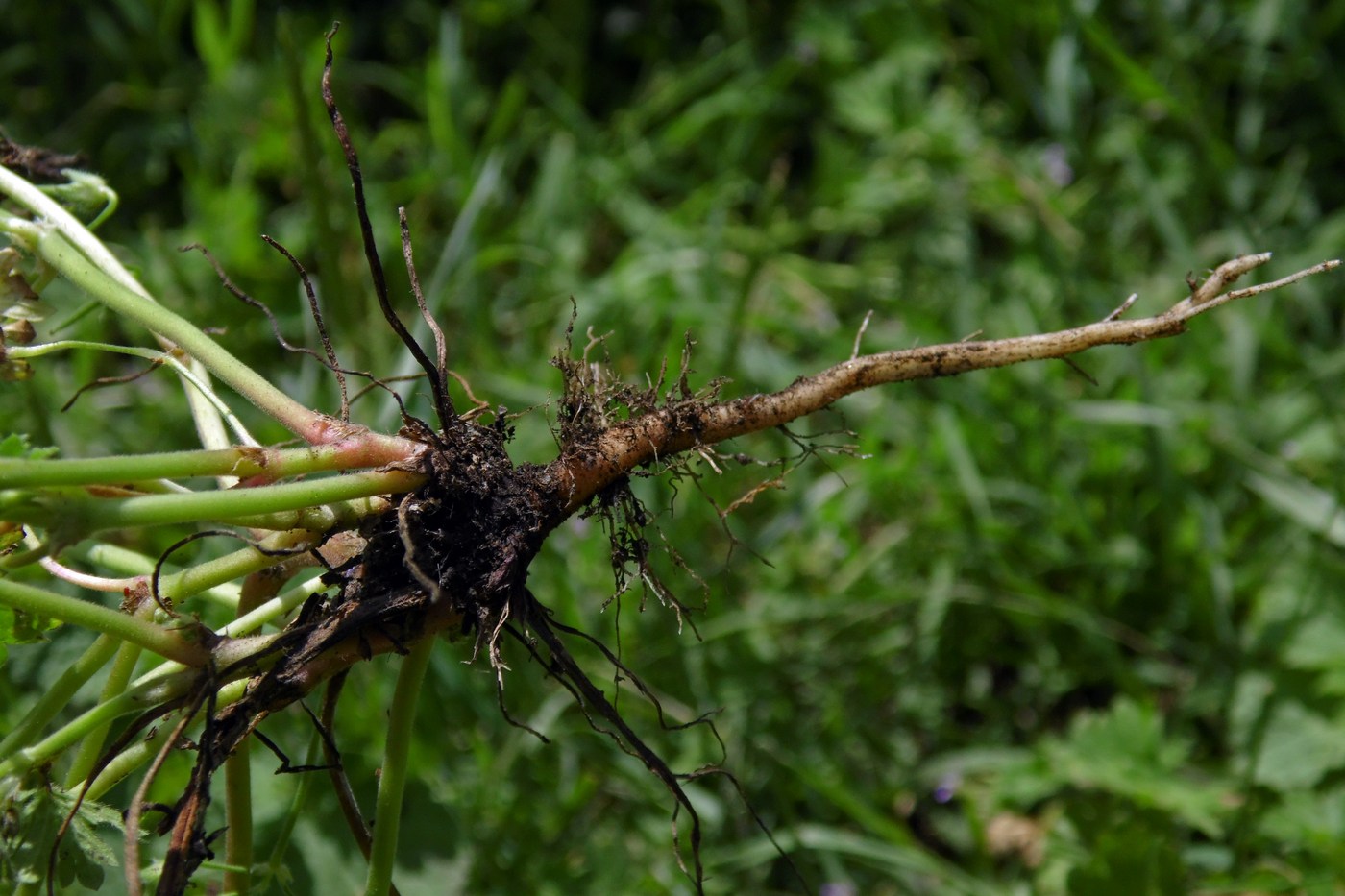 Image of Geranium pusillum specimen.