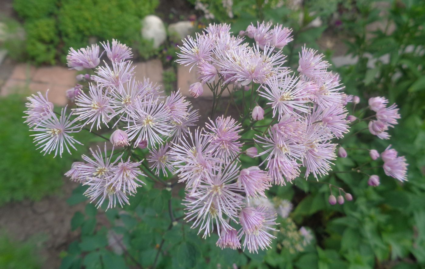 Image of Thalictrum aquilegiifolium specimen.