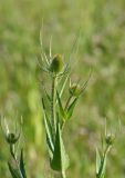 Dipsacus fullonum