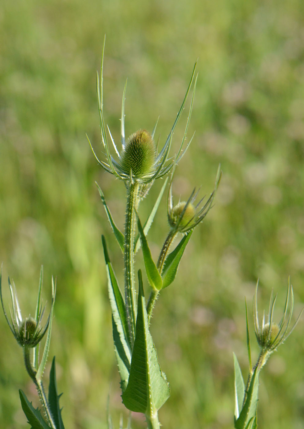 Изображение особи Dipsacus fullonum.