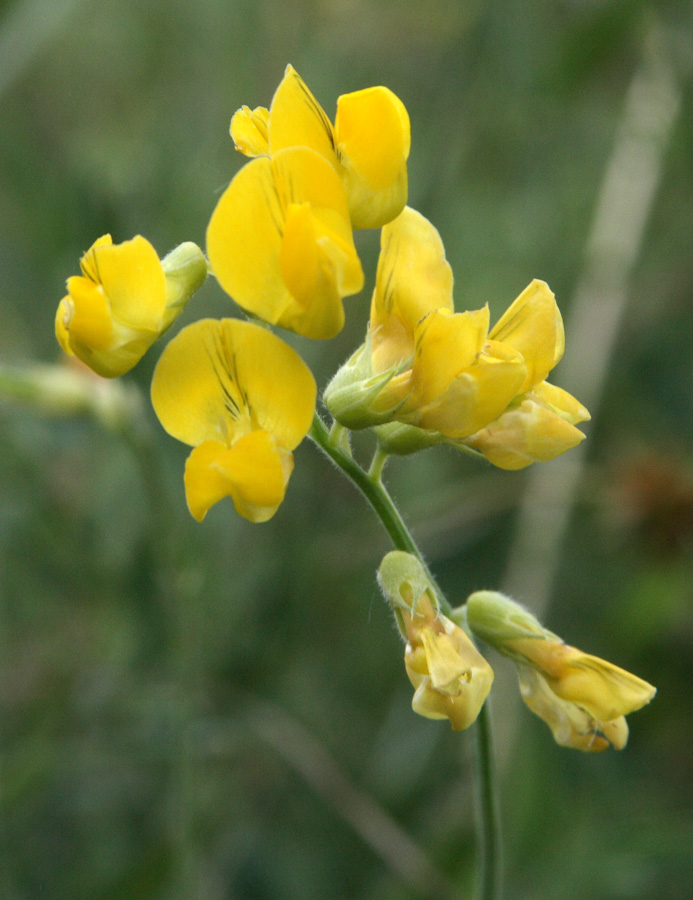 Изображение особи Lathyrus pratensis.