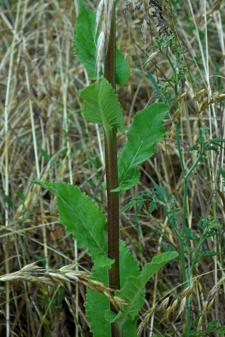 Изображение особи Verbascum pyramidatum.