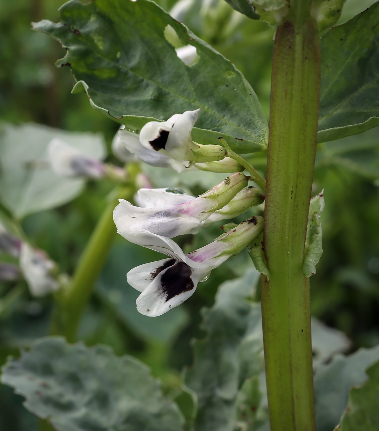 Изображение особи Vicia faba.