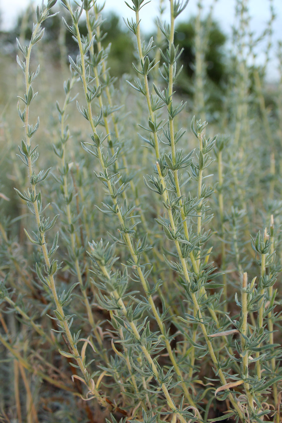 Image of Bassia prostrata specimen.