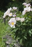 Paeonia lactiflora