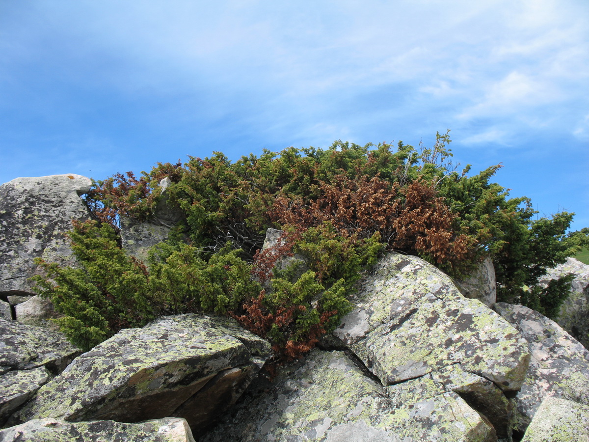 Image of Juniperus sibirica specimen.