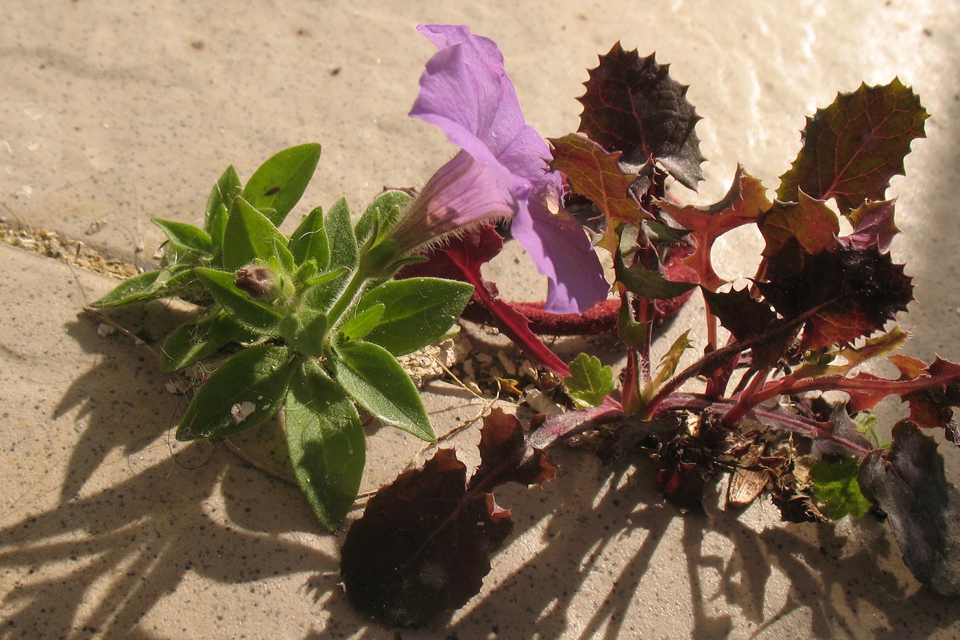 Изображение особи Petunia &times; atkinsiana.