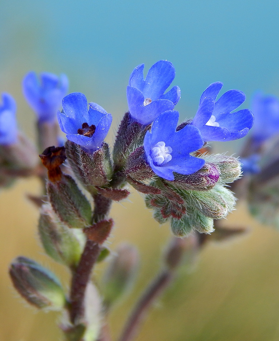 Image of Anchusa leptophylla specimen.