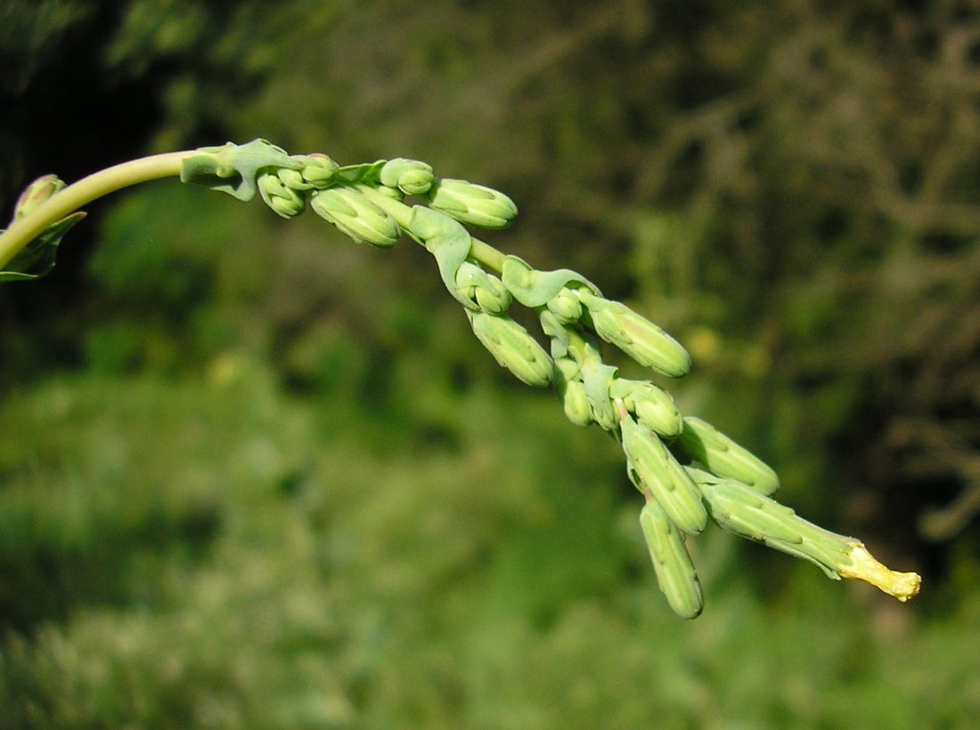 Image of Lactuca serriola specimen.